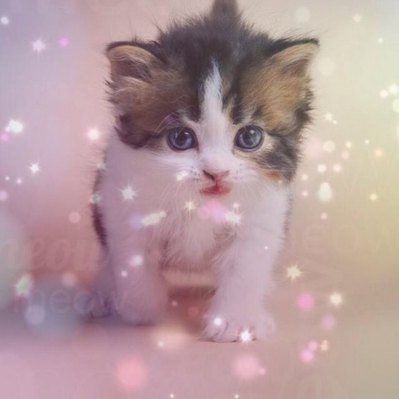 charliesnowcat